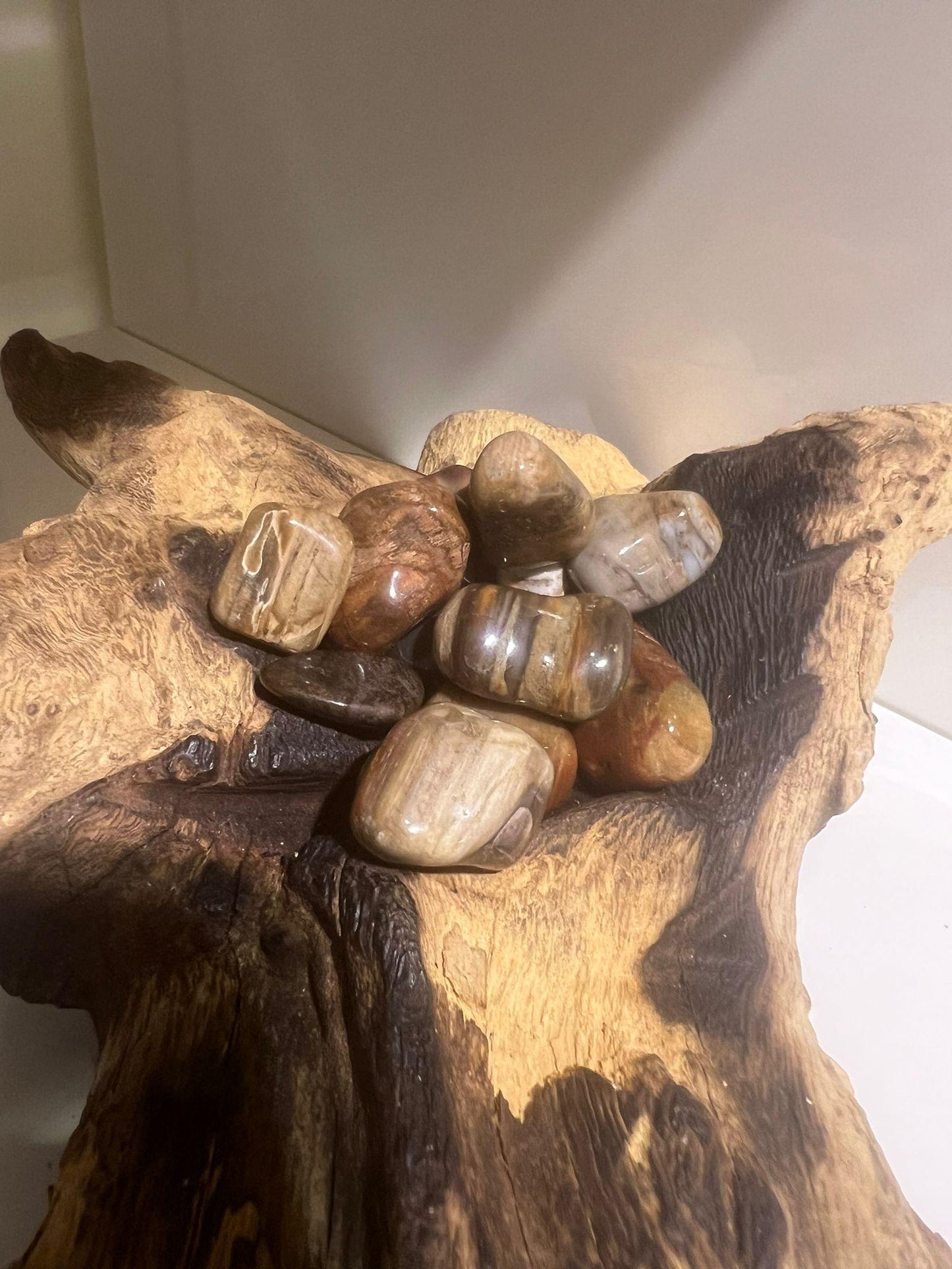 Petrified Wood - Tumble Stone - Crystals By Astraea